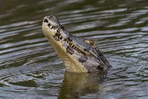 Caiman: Bresil, Mato Grosso, Pantanal, Sud de Cuiaba, Caiman