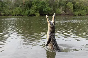 Caiman: Bresil, Mato Grosso, Pantanal, Sud de Cuiaba, Caiman