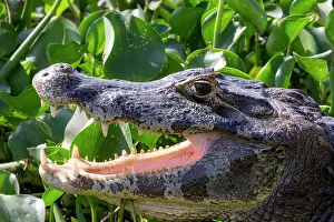 Caiman: Bresil, Mato Grosso, Pantanal, Sud de Cuiaba, Caiman