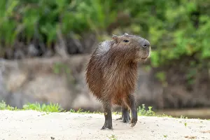 Zone: Bresil, Mato Grosso, region du Pantanal, le capybara