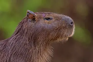 Zone: Bresil, Mato Grosso, region du Pantanal, le capybara