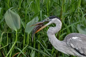 Ardea: Bresil, Mato Grosso, region du Pantanal, Heron cocoi