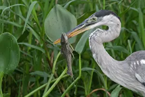 Ardea: Bresil, Mato Grosso, region du Pantanal, Heron cocoi
