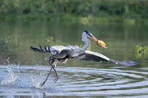 Ardea: Bresil, Mato Grosso, region du Pantanal, Heron cocoi