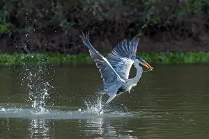 Ardea: Bresil, Mato Grosso, region du Pantanal, Heron cocoi