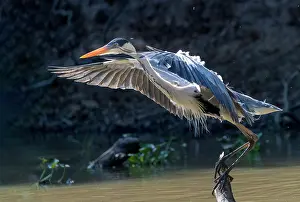 Ardea: Bresil, Mato Grosso, region du Pantanal, Heron cocoi