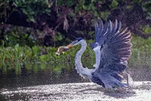 Ardea: Bresil, Mato Grosso, region du Pantanal, Heron cocoi