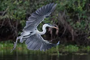 Ardea: Bresil, Mato Grosso, region du Pantanal, Heron cocoi