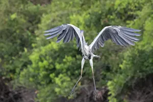 Ardea: Bresil, Mato Grosso, region du Pantanal, Heron cocoi