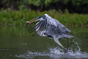 Ardea: Bresil, Mato Grosso, region du Pantanal, Heron cocoi
