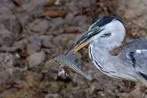 Ardea: Bresil, Mato Grosso, region du Pantanal, Heron cocoi