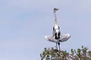 Ardea: Bresil, Mato Grosso, region du Pantanal, Heron cocoi