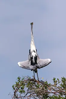 Ardea: Bresil, Mato Grosso, region du Pantanal, Heron cocoi