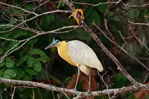 Zone: Bresil, Mato Grosso, region du Pantanal, Heron coiffe