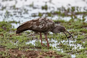 Ibis: Bresil, Mato Grosso, region du Pantanal, Ibis plombe