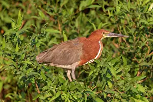 Zone: Bresil, Mato Grosso, region du Pantanal, Onore raye