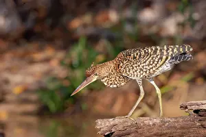 Zone: Bresil, Mato Grosso, region du Pantanal, Onore raye