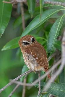 Amerique: Bresil, Mato Grosso, region du Pantanal, Chevechette