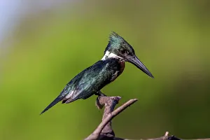 Amerique: Bresil, Mato Grosso, region du Pantanal, Martin-pecheur