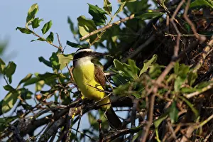 Zone: Bresil, Mato Grosso, region du Pantanal, Tyran licteur