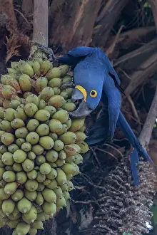Amerique: Bresil, Mato Grosso, region du Pantanal, Ara hyacinthe