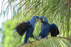 Amerique: Bresil, Mato Grosso, region du Pantanal, Ara hyacinthe