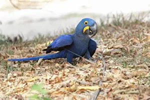 Amerique: Bresil, Mato Grosso, region du Pantanal, Ara hyacinthe