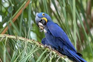 Amerique: Bresil, Mato Grosso, region du Pantanal, Ara hyacinthe