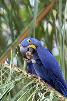 Amerique: Bresil, Mato Grosso, region du Pantanal, Ara hyacinthe