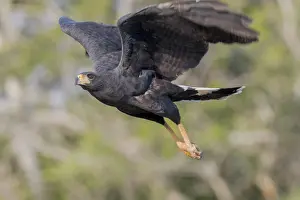 Ardea: Bresil, Mato Grosso, region du Pantanal, Heron cocoi