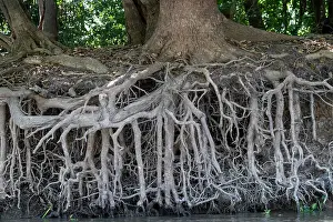Amerique: Bresil, Mato Grosso, region du Pantanal, rio Cuiaba