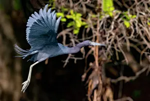 Basse: Bresil, Mato Grosso, region du Pantanal, Aigrette