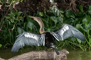Anhinga: Bresil, Mato Grosso, region du Pantanal, Anhinga