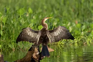 Anhinga: Bresil, Mato Grosso, region du Pantanal, Anhinga