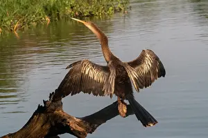 Anhinga: Bresil, Mato Grosso, region du Pantanal, Anhinga