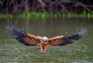 Bresil, Mato Grosso, region du Pantanal, Buse a