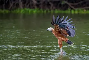 Amerique: Bresil, Mato Grosso, region du Pantanal, Buse a