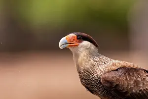 Amerique: Bresil, Mato Grosso, region du Pantanal, Caracara