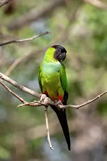 Parakeet: Bresil, Mato Grosso, region du Pantanal, Conure