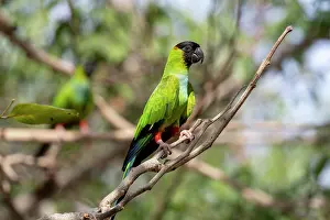 Parakeet: Bresil, Mato Grosso, region du Pantanal, Conure