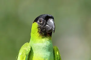 Parakeet: Bresil, Mato Grosso, region du Pantanal, Conure