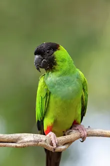 Parakeet: Bresil, Mato Grosso, region du Pantanal, Conure
