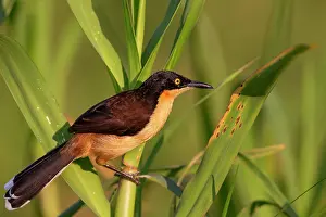 Atricapilla: Bresil, Mato Grosso, region du Pantanal, Donacobe
