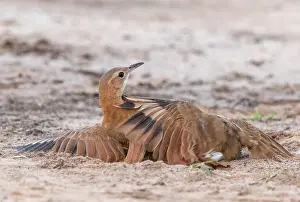 Combat: Bresil, Mato Grosso, region du Pantanal, Fournier