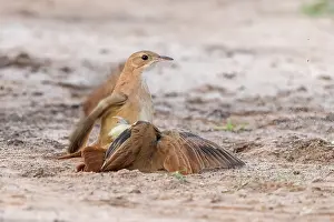 Combat: Bresil, Mato Grosso, region du Pantanal, Fournier