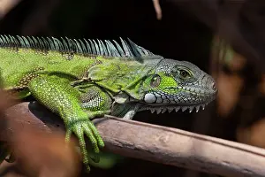 Iguanidae: Bresil, Mato Grosso, region du Pantanal, iguane