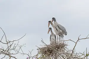 Zone: Bresil, Mato Grosso, region du Pantanal, Jabiru