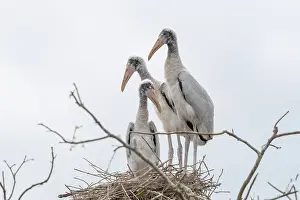 Zone: Bresil, Mato Grosso, region du Pantanal, Jabiru
