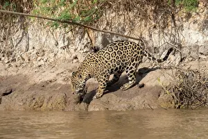 Cuiaba: Bresil, Mato Grosso, region du Pantanal, jaguar