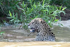 Cuiaba: Bresil, Mato Grosso, region du Pantanal, jaguar